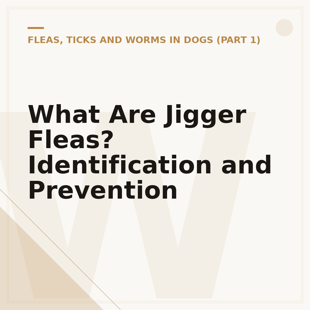What Are Jigger Fleas? Identification and Prevention