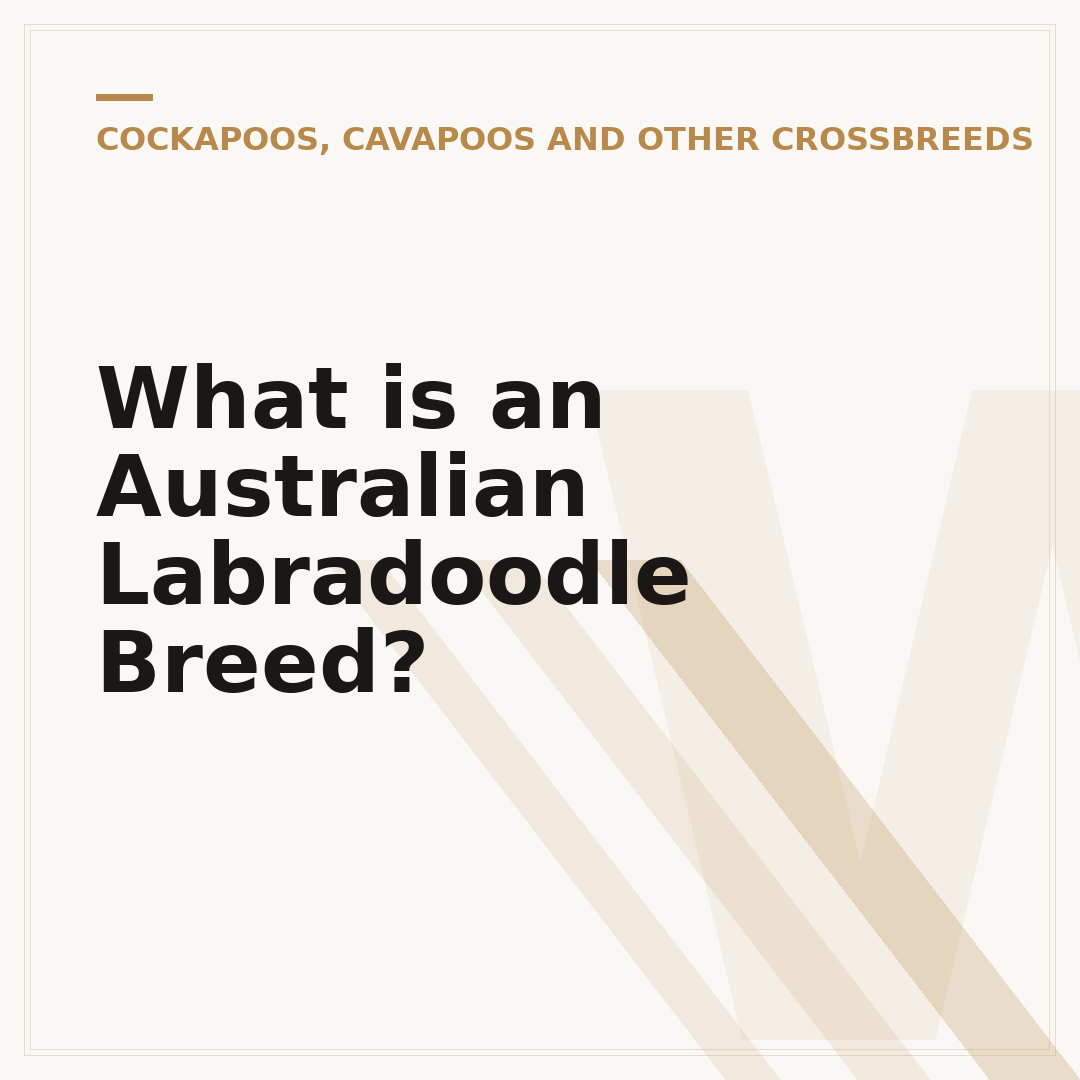 What is an Australian Labradoodle Breed?