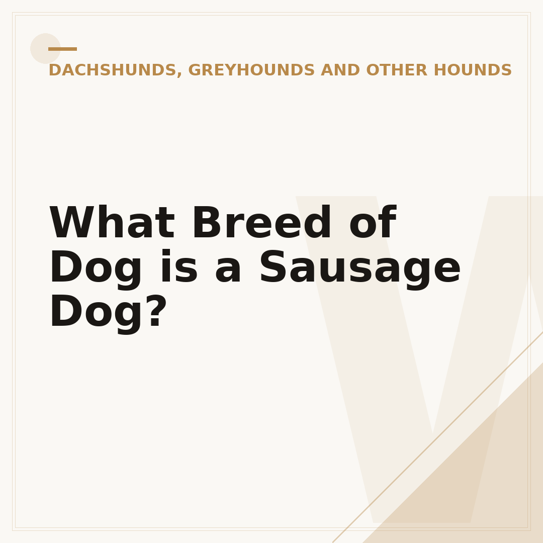 What Breed of Dog is a Sausage Dog?