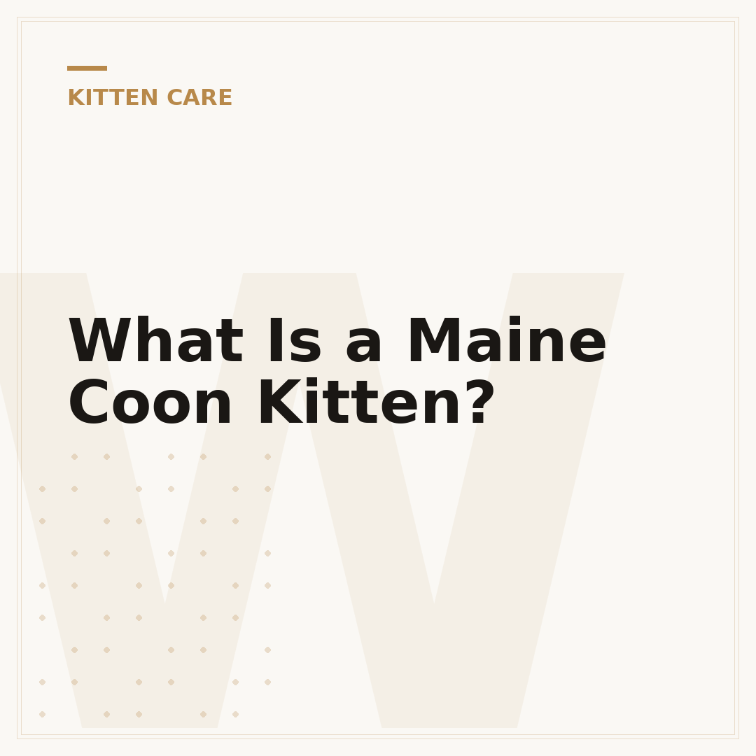 What Is a Maine Coon Kitten?