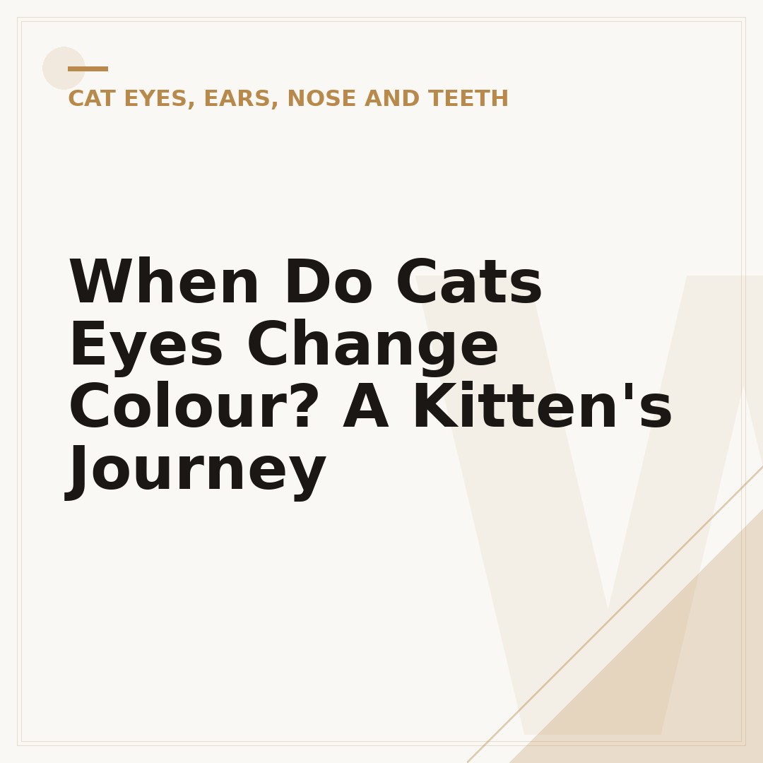 When Do Cats Eyes Change Colour? A Kitten's Journey