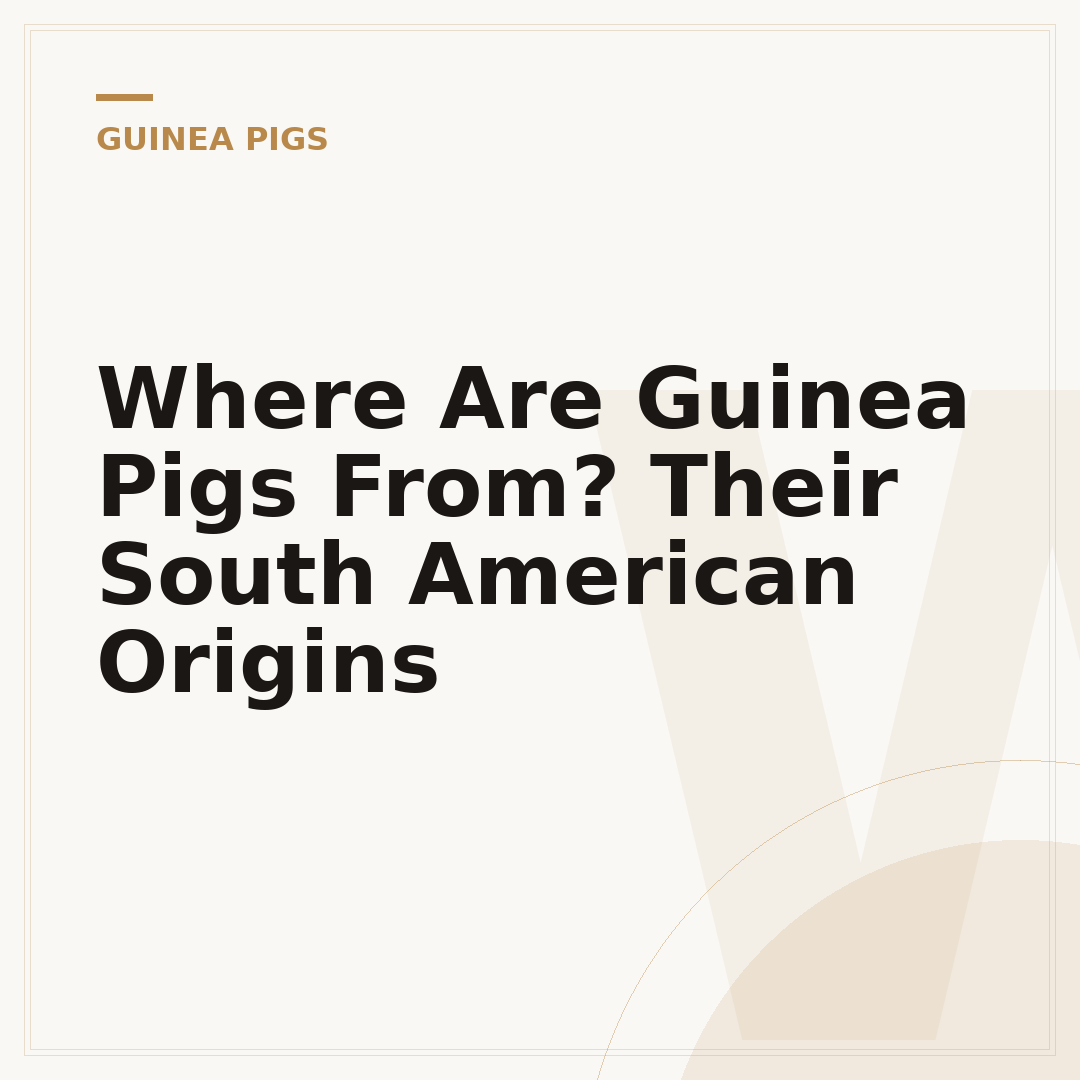 Where Are Guinea Pigs From? Their South American Origins