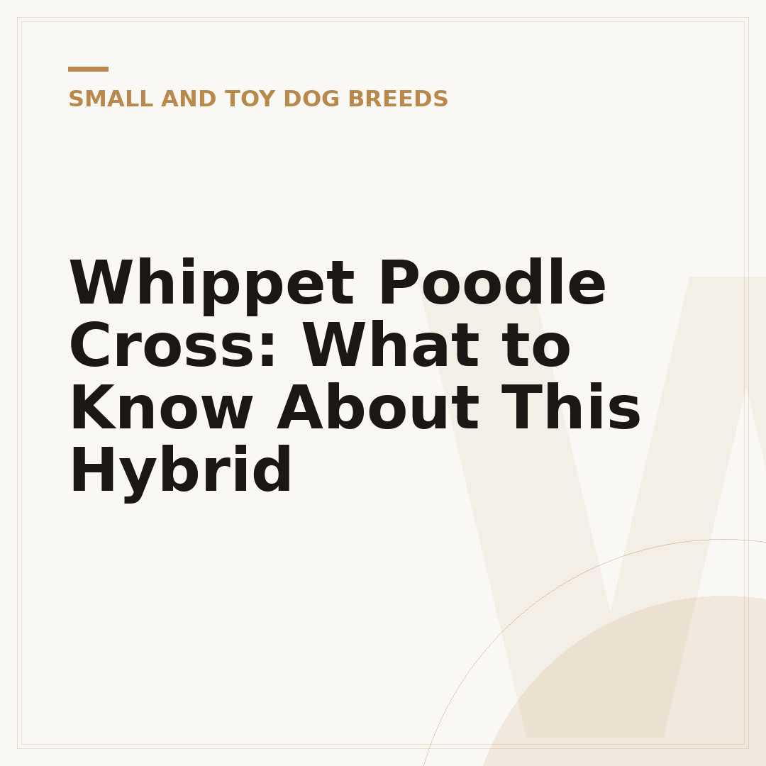 Whippet Poodle Cross: What to Know About This Hybrid