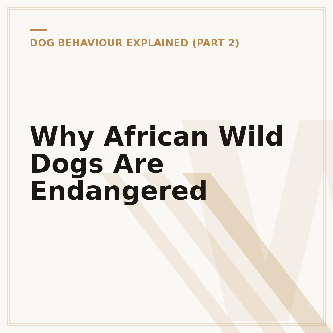 Why African Wild Dogs Are Endangered