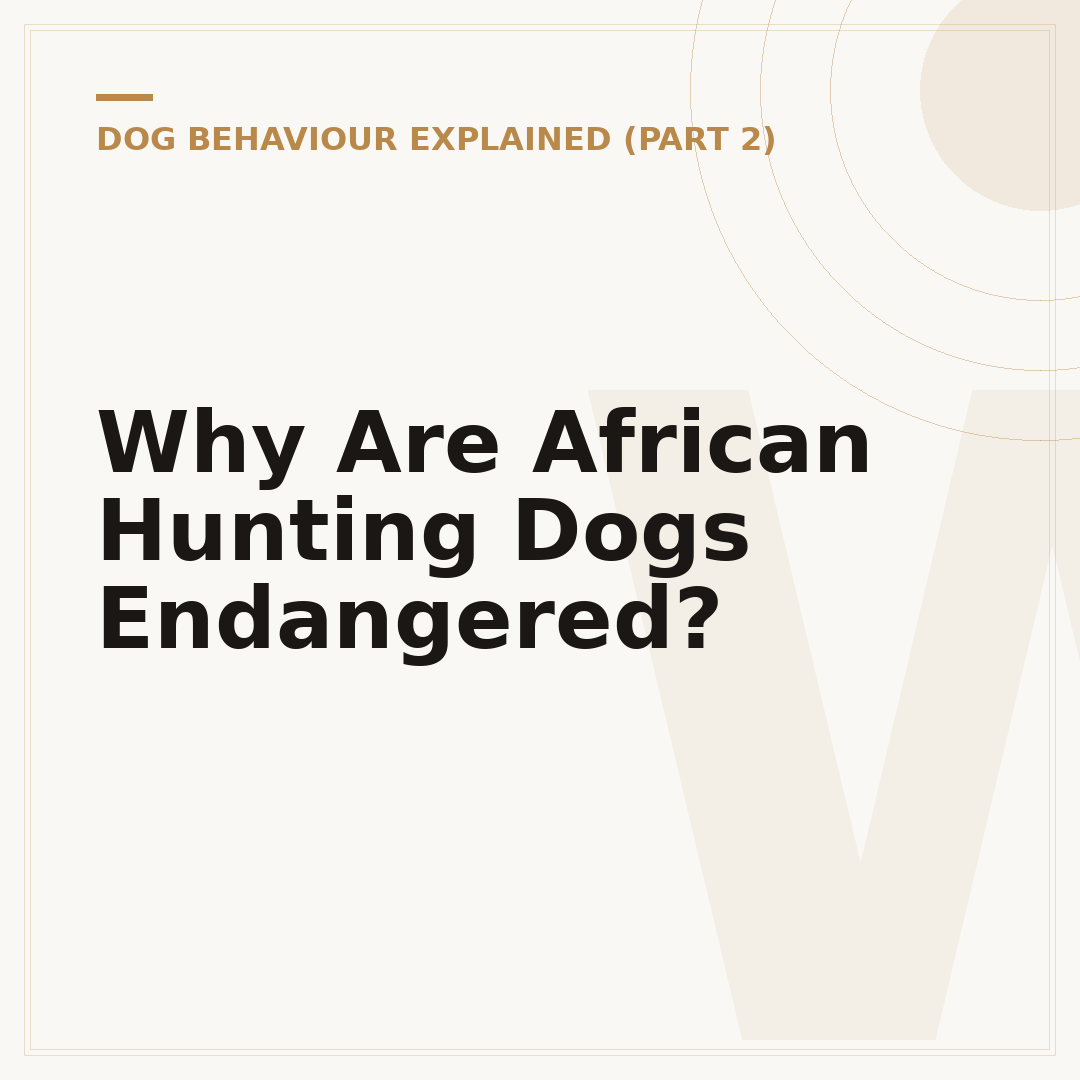Why Are African Hunting Dogs Endangered?