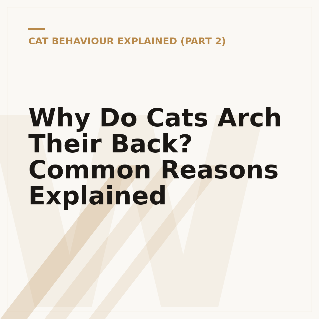 Why Do Cats Arch Their Back? Common Reasons Explained