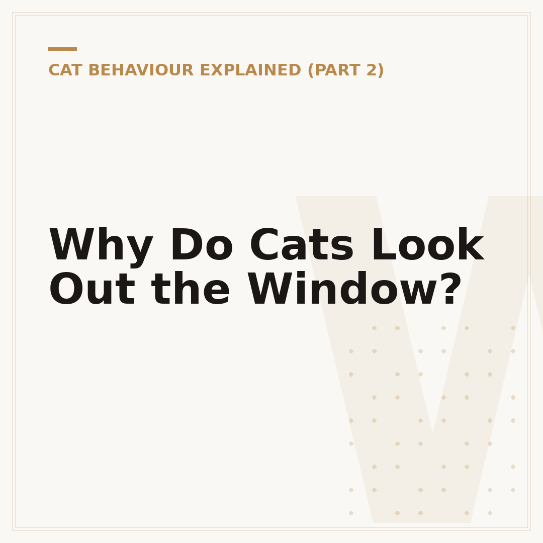 Why Do Cats Look Out the Window?