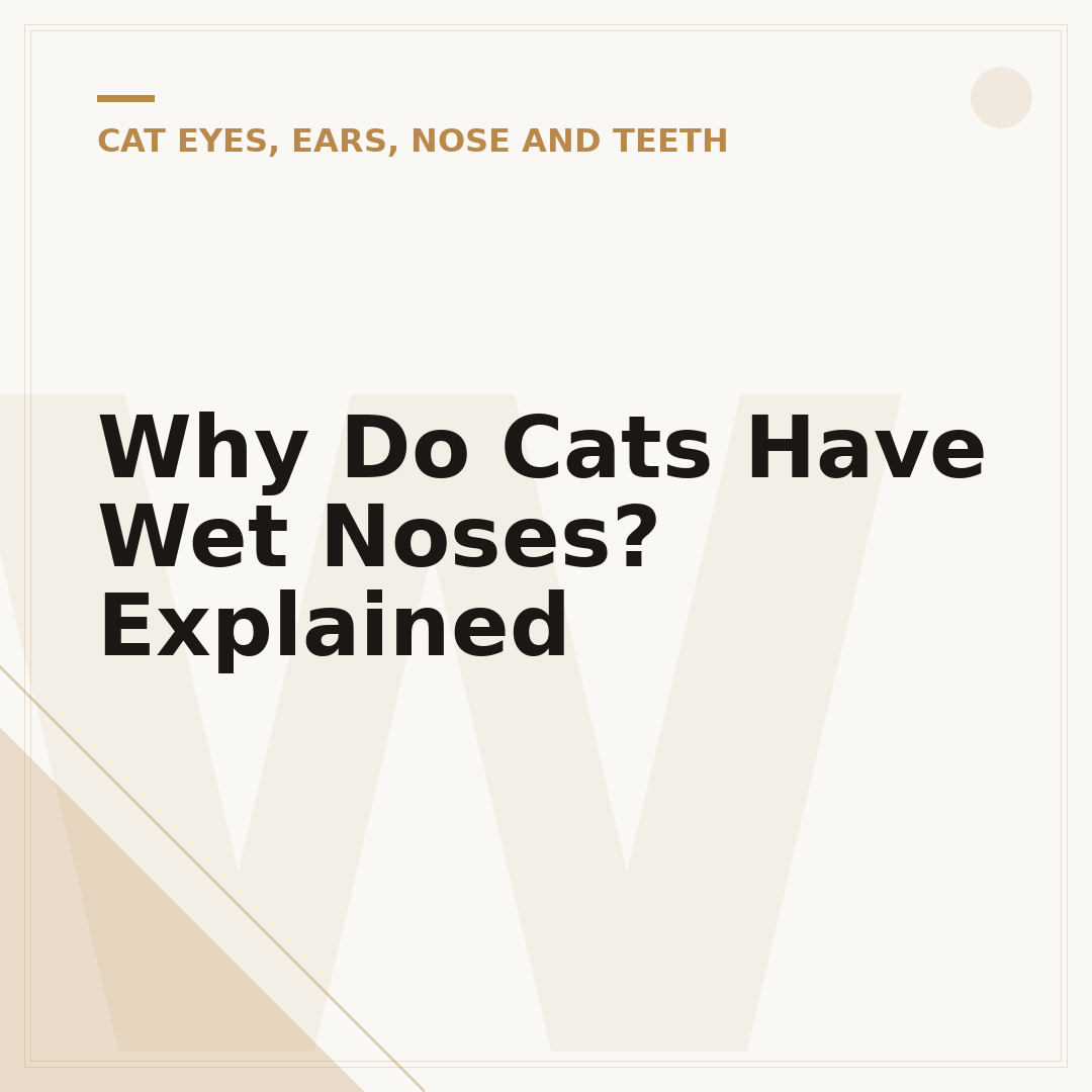 Why Do Cats Have Wet Noses? Explained