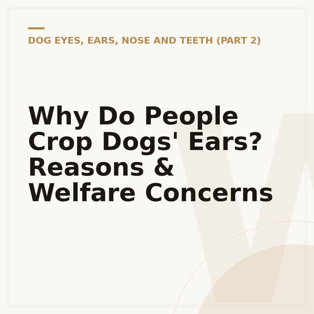 Why Do People Crop Dogs' Ears? Reasons & Welfare Concerns