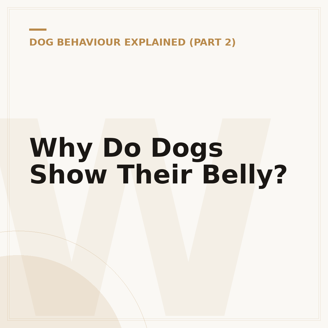 Why Do Dogs Show Their Belly?