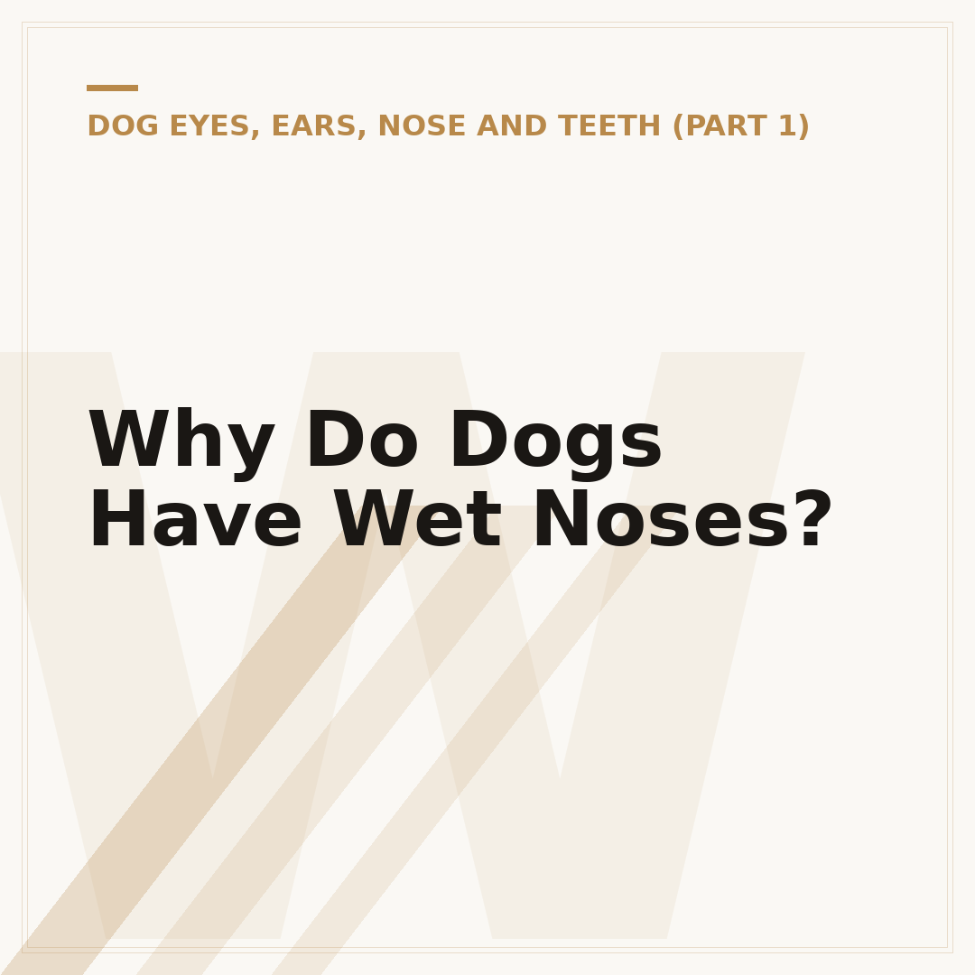 Why Do Dogs Have Wet Noses?