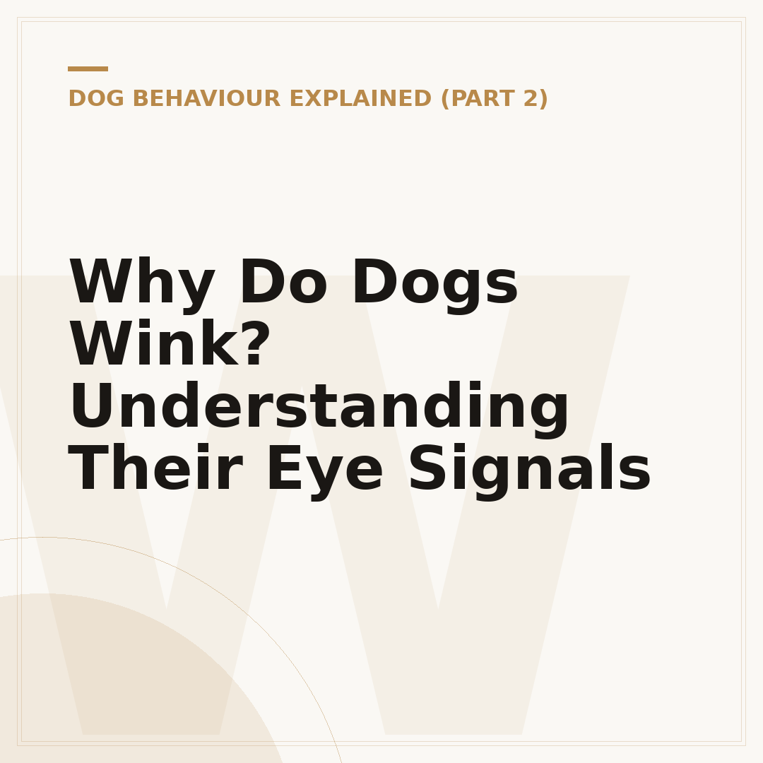 Why Do Dogs Wink? Understanding Their Eye Signals