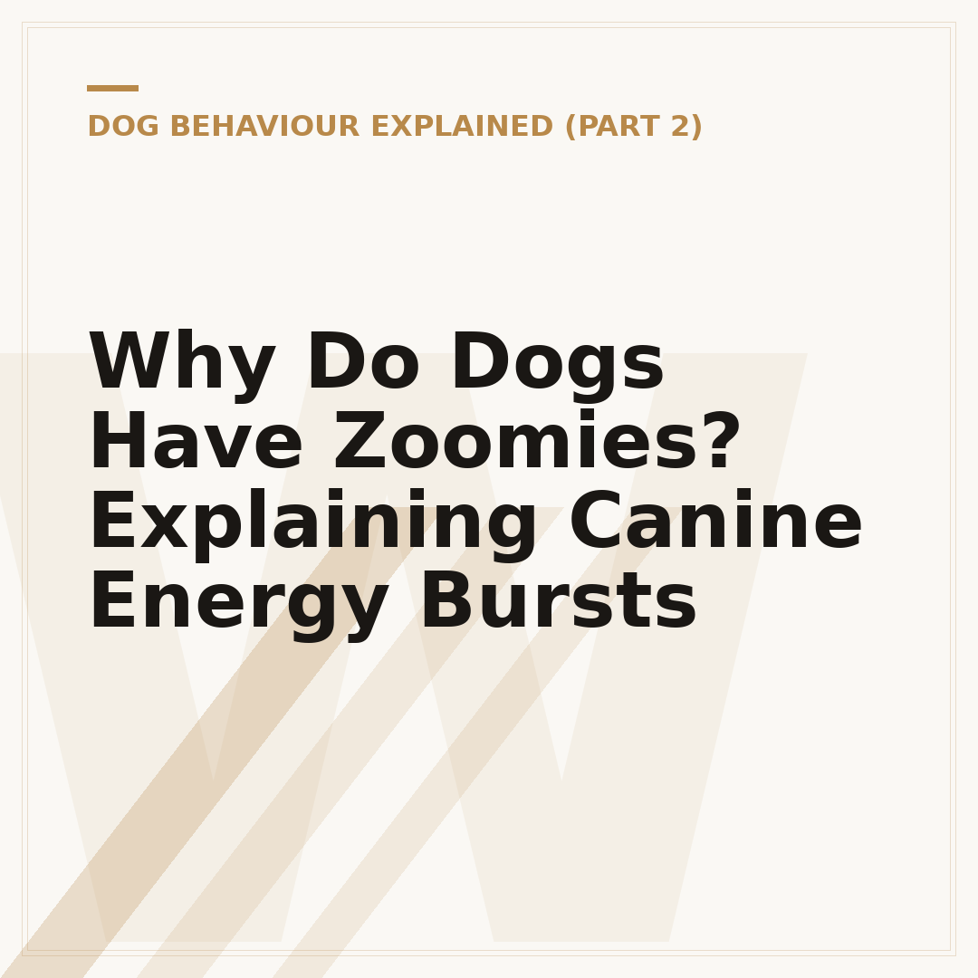Why Do Dogs Have Zoomies? Explaining Canine Energy Bursts