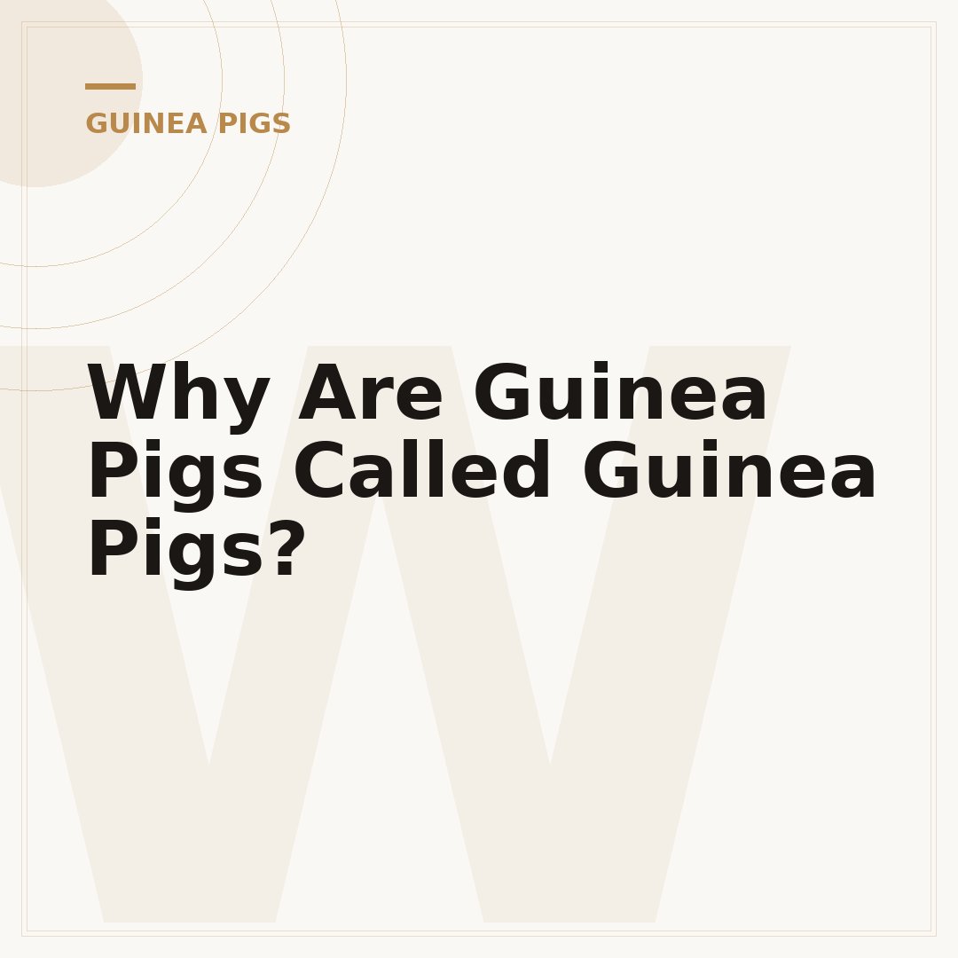 Why Are Guinea Pigs Called Guinea Pigs?