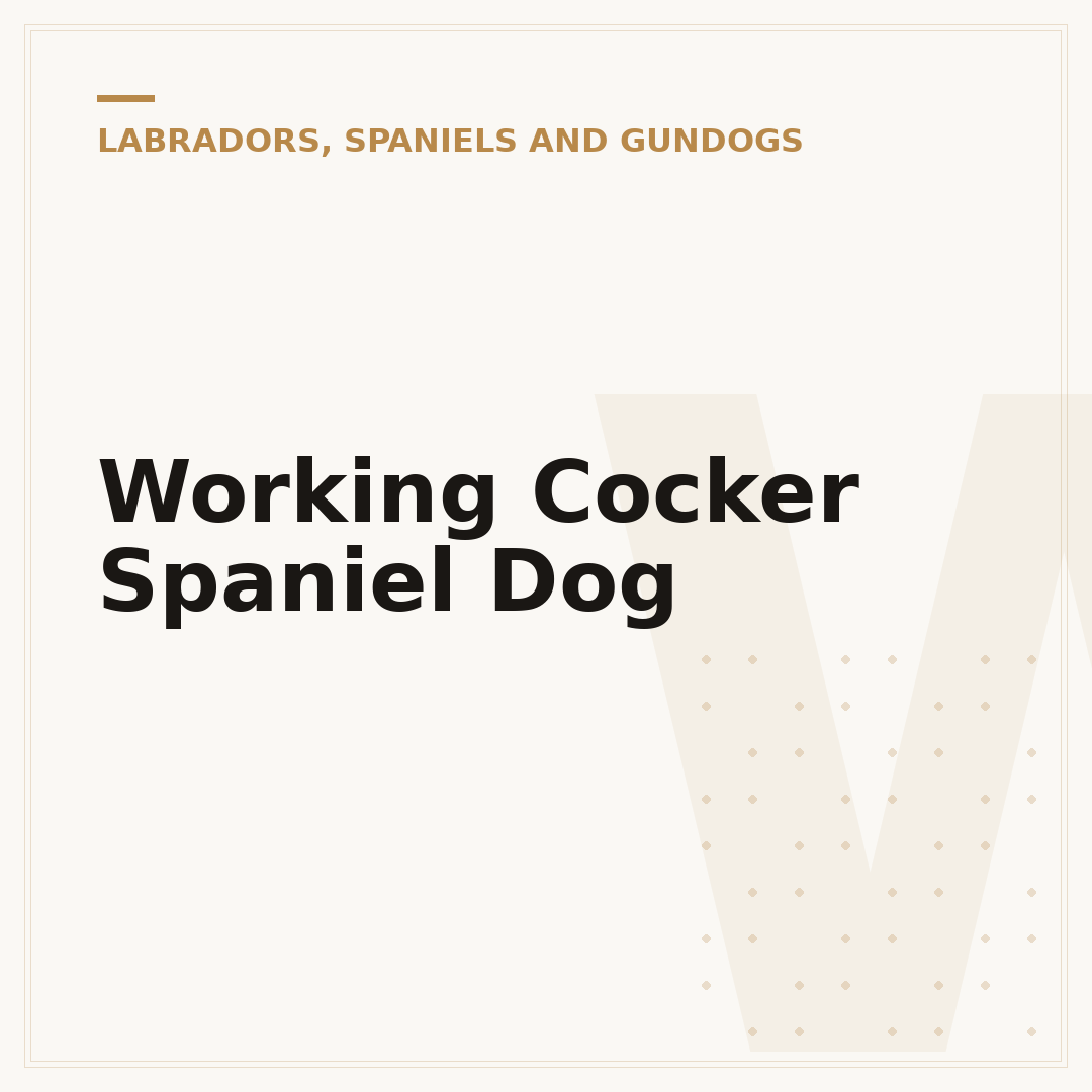 Working Cocker Spaniel Dog