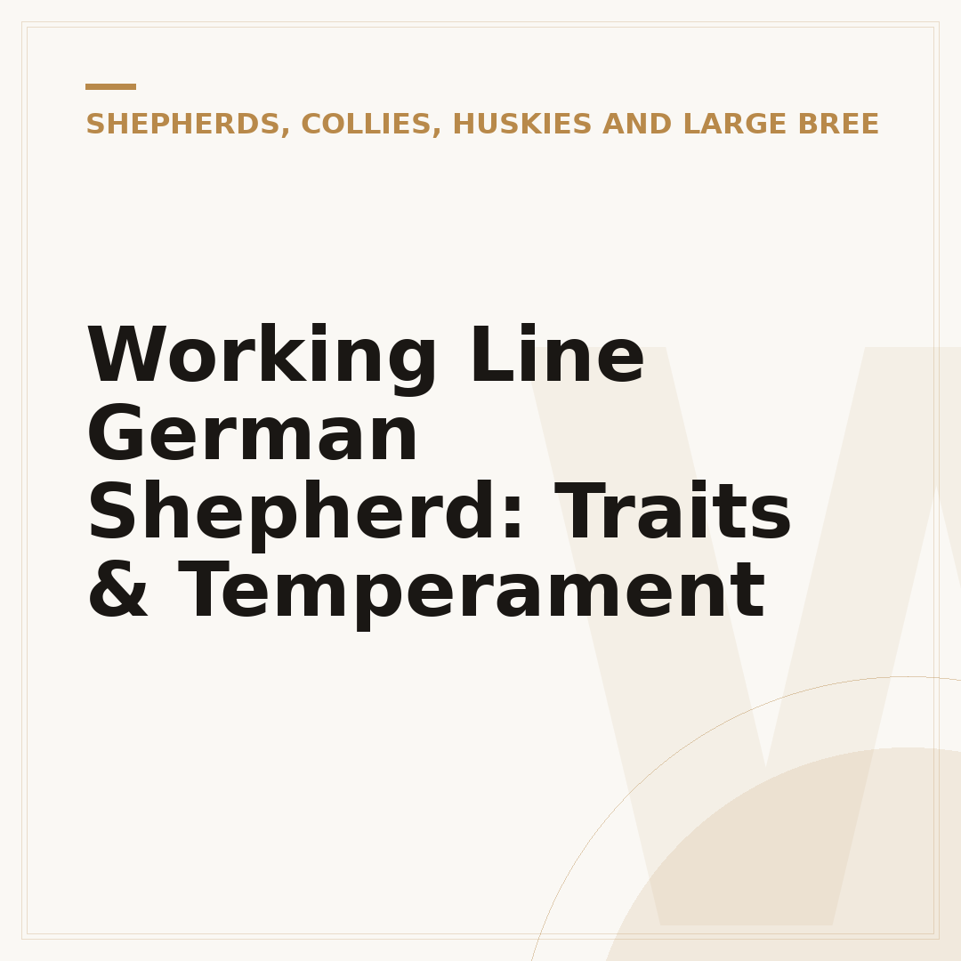 Working Line German Shepherd: Traits & Temperament