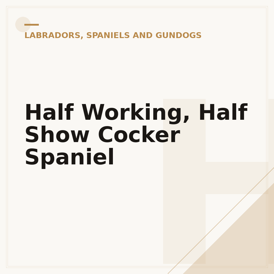 Half Working, Half Show Cocker Spaniel