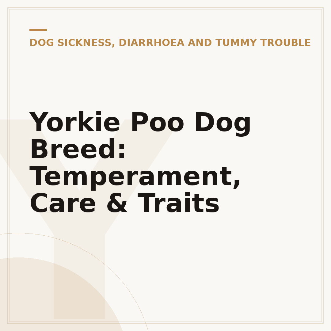 Yorkie Poo Dog Breed: Temperament, Care & Traits